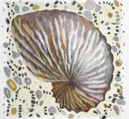 Nautilus 1